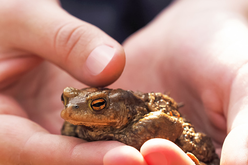 Child holding a frog. Brown frog in hands, moor frog