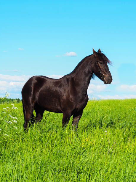 фризский жеребенок жеребенок в зеленом летнем поле. черный жеребенок на пастбище - horse black stallion friesian horse стоковые фото и изображения