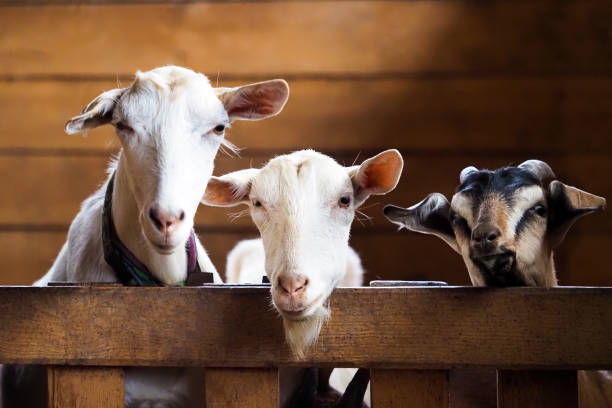 농장에서 재미있는 염소 가족. 울타리에서 들여다 보는 염소 - 염소 새끼 뉴스 사진 이미지