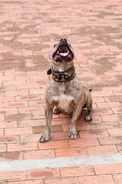 istock Tender brown brindle female pitbull looking up. 1347549978