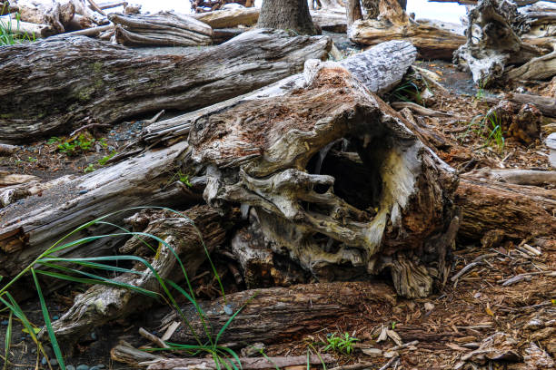 istock Giant Logs on a Remote Ocean Shore in Olympic National Park. 1347550018
