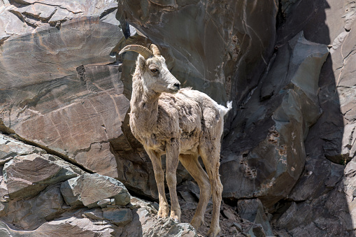 A female Bighorn sheep standing on a steep rocky cliff at side of Saint Mary Lake on a sunny Spring day. Glacier National Park. Montana, USA.