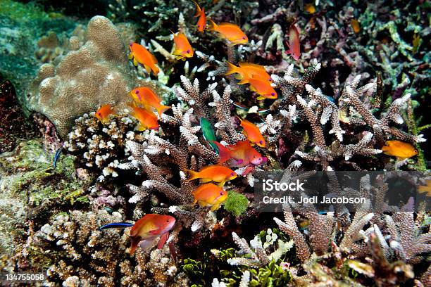 色鮮やかなサンゴ礁 Lyretail Anthious - まぶしいのストックフォトや画像を多数ご用意 - まぶしい, イソギンチャク, カラー画像