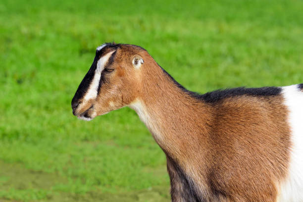 ламанча коза на зеленом пастбище, вид сбоку. очаровательный питомец американский ламанча коза, порода безухих коз - la mancha стоковые фото и изображения