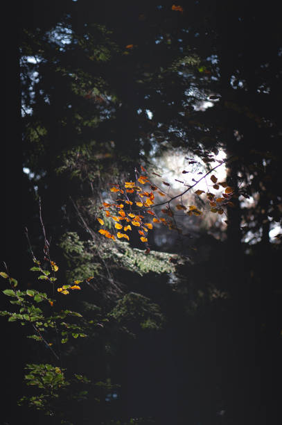 Autumnal Leaves - Creative Stock Photo stock photo