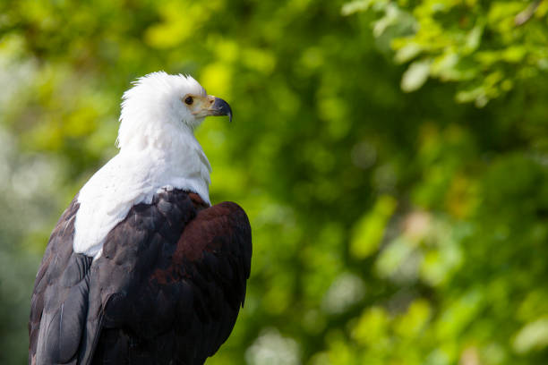 Portrait of a white-bellied sea eagle (Haliaeetus leucogaster)
