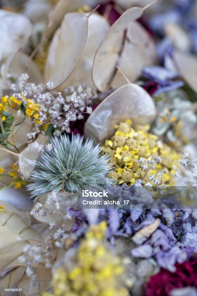 Summer floral decoration with globe thistle plant (Echinops) Pastel Colored Stock Photo
