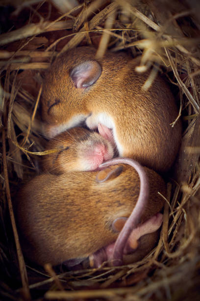 istock Baby mice sleeping in nest in funny position 1347552412