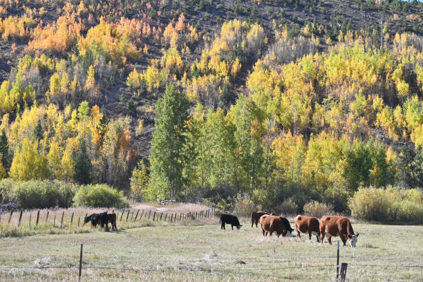 istock Cows in Autumn Pasture 1347552439