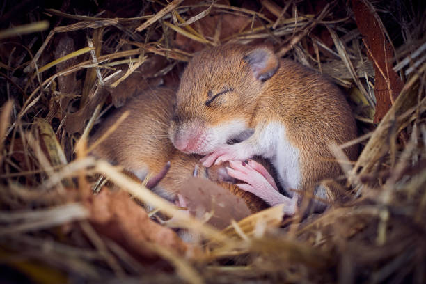 istock Baby mice sleeping in nest in funny position 1347552442
