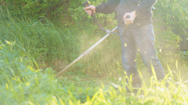 istock man mows grass with trimmer, focus on foreground blurred background 1347553968