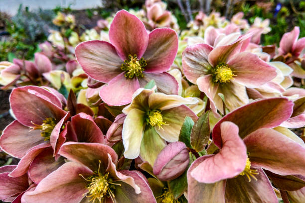 istock Pink nodding blooming clematis cirrhosis. Clematis Piilu. 1347554022