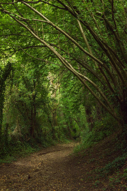 istock Hiking trail in a dense summer forest. 1347554417