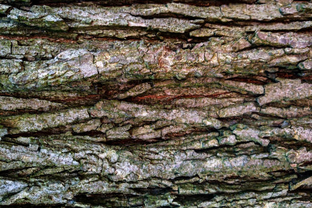 istock Texture of bark wood use as natural background, natural. 1347554720