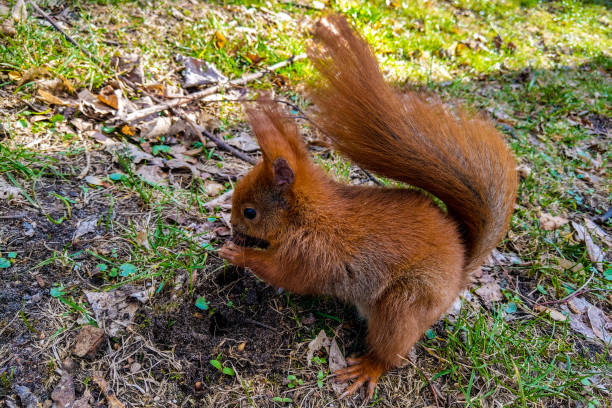 Side view of red squirrel sitting in flower pot and cracking walnut shell. Cute fluffy animal searching food.