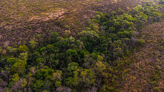 Riparian Zone/ciliary forest surrounding a water course in brazilian savanna (cerrado), Mato Grosso, Brazil.