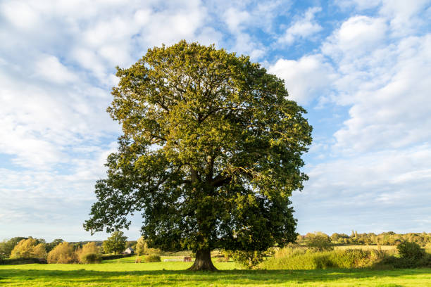 An Oak Tree in a Field in Sussex, on a Sunny Day A Mature English Oak Tree in the Sussex Countryside english oak stock pictures, royalty-free photos & images