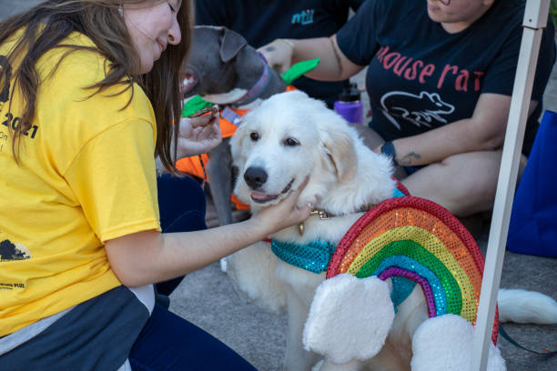 A young Great Pyrenees wearing a rainbow costume is petted by a young woman in a bright yellow tee shirt stock photo