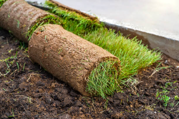 rotolo di erba del tappeto erboso parzialmente srotolato rivelando un prato verde fresco. rotoli di prato verde preparati per la semina. srotolare zollette per un nuovo campo in erba - unrolling foto e immagini stock