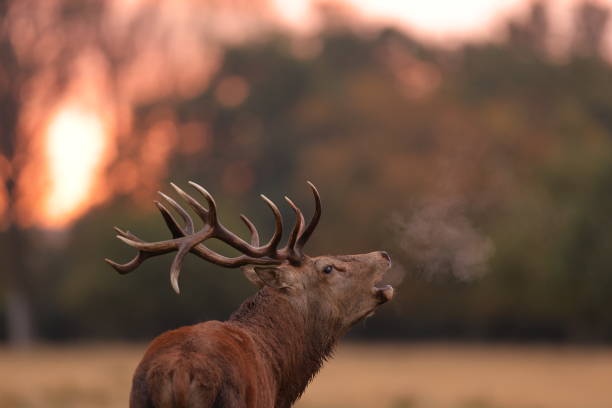 istock The red deer during the rut 1347557753