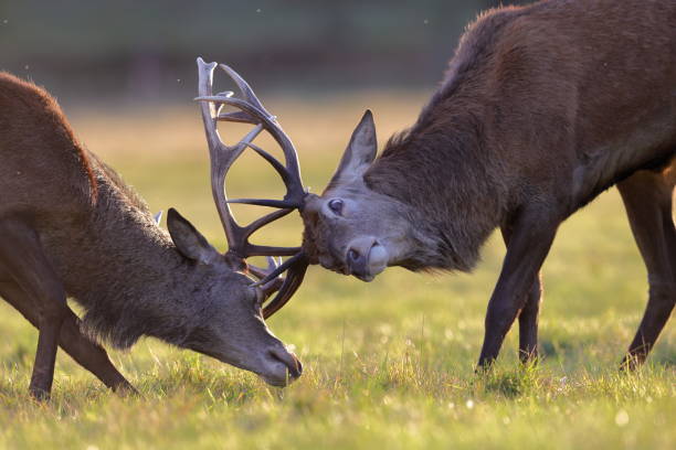 istock The red deer during the rut 1347557786