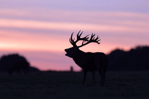 istock The red deer during the rut 1347557789