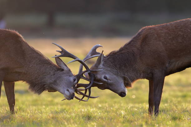 istock The red deer during the rut 1347557790