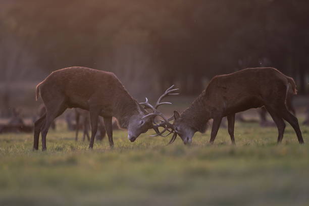 istock The red deer during the rut 1347557814