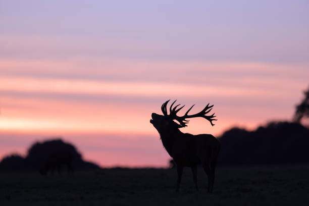 istock The red deer during the rut 1347557824