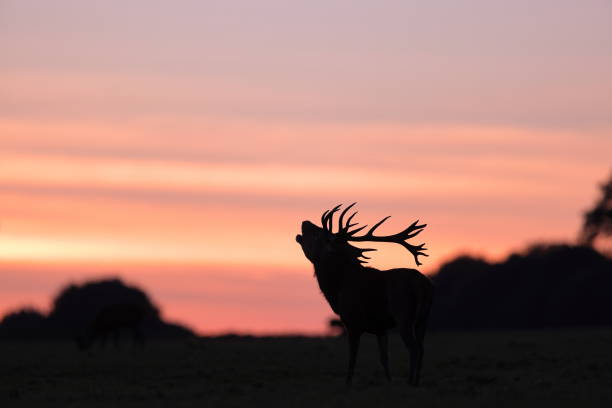 istock The red deer during the rut 1347557825