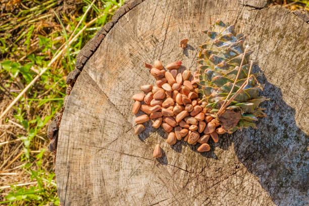 Pine nuts with a fresh pine cone soaked in resin on a tree stump. Selective focus.