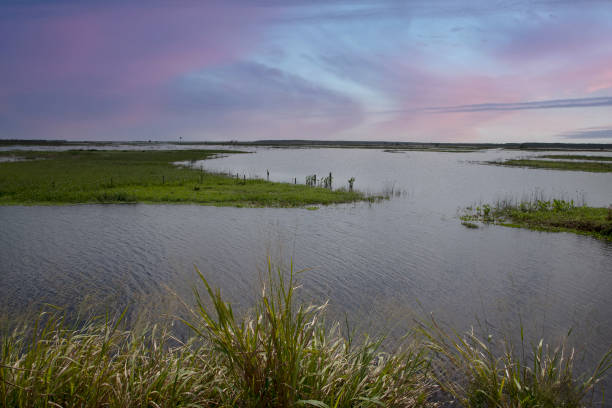 istock Swamps of Florida 1347559059