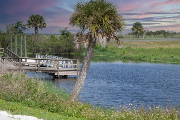 istock Swamps of Florida 1347559100