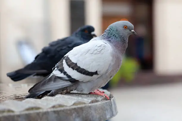 Two feral pigeons, common grey city dove, pair of birds up close, columba livia domestica species, simple closeup, detail. Urban pigeons up close, city fauna up close, nobody, side view, outdoors