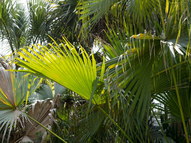 istock Swamps of Florida 1347561073