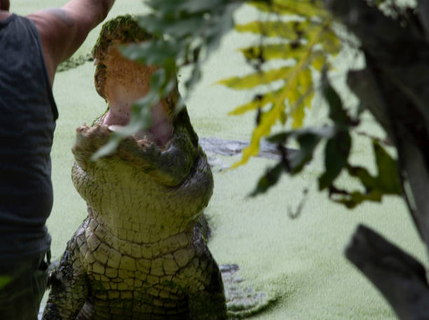 istock Alligators of Florida 1347562556