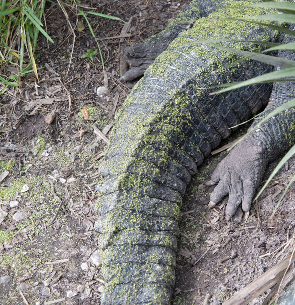 istock Alligators of Florida 1347563574