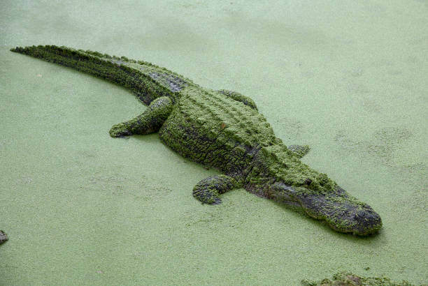 istock Alligators of Florida 1347563593