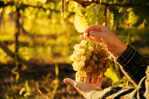 vista ravvicinata della mano del contadino che mostra un'uva di uva bianca, al tramonto, - vendemmia foto e immagini stock