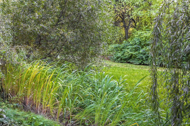 Reeds and sedge in the water of a small pond with duckweed on a sunny summer day