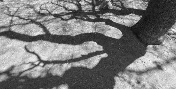 istock black and white landscape with large tree casting shadows on ground 1347571172