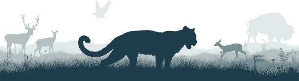 illustrations, cliparts, dessins animés et icônes de panorama sans faille de la prarie avec puma cougar (puma concolor) ou lion de montagne, cerfs, aigle et bison buffle zubr - us glacier national park