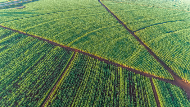 istock Sugarcane field at sunrise. 1347576339