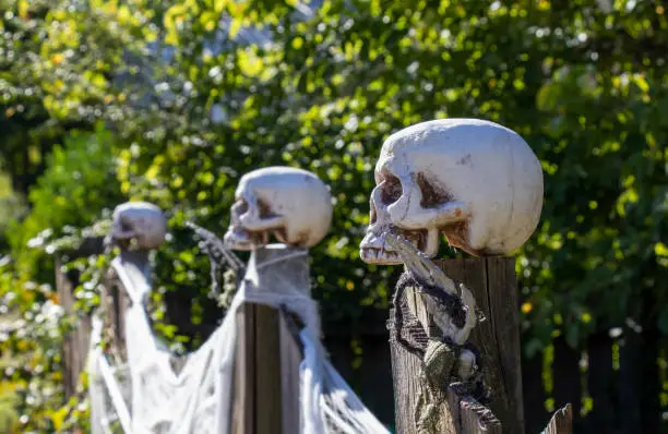 Side view close-up of human skulls sitting atop wooden fenceposts with white spider webbing strung between and skeleton hands gripping the fence, outdoor Halloween decorations.