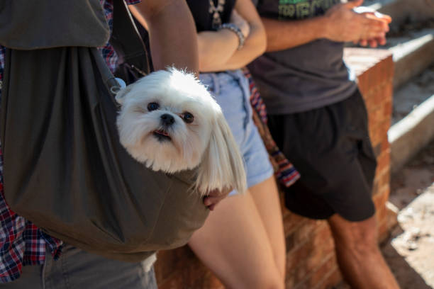 Close-up of the face of a white Shih Tzu looking out from a sling pet carrier, with defocused torso view of young people in background stock photo