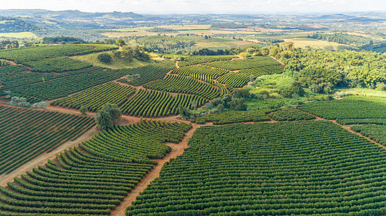 Aerial view of a large brazilian farm with coffee plantation. Coffee plantation in Brazil.