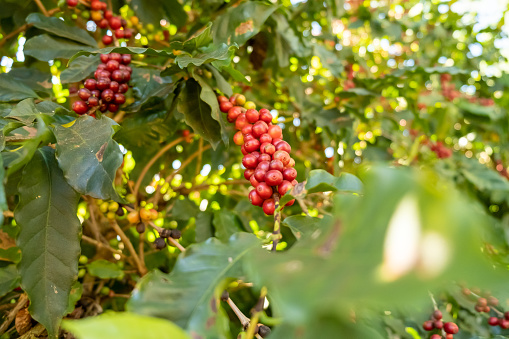 Fresh red Arabica coffee berries on the tree in the coffee farm, Sul de Minas, Brazil, a coffee grower\
