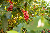 Fresh red Arabica coffee berries on the tree in the coffee farm