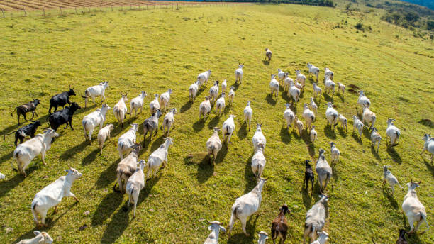 istock Herd nelore cattel on green pasture 1347577204