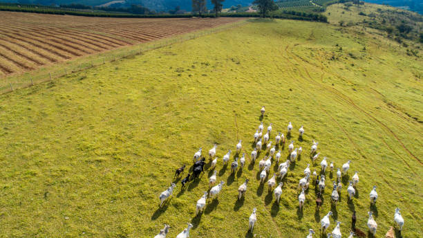 istock Herd nelore cattel on green pasture 1347577213